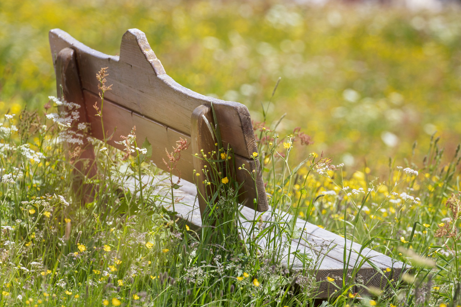 Wildgarten anlegen – die Vorteile und Nachteile