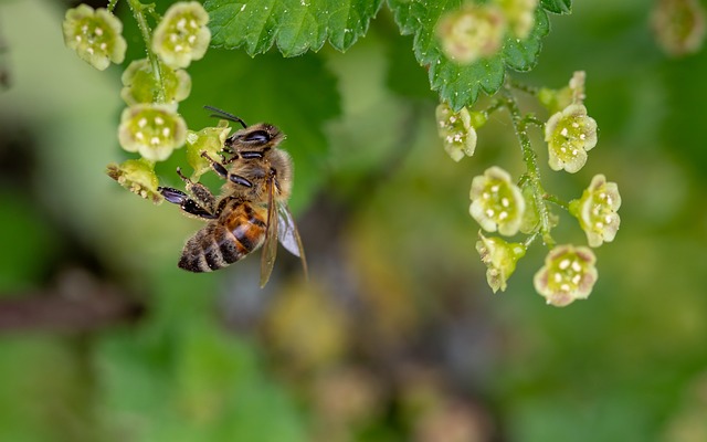 Was du tun kannst, um deinen Garten bienenfreundlich zu machen