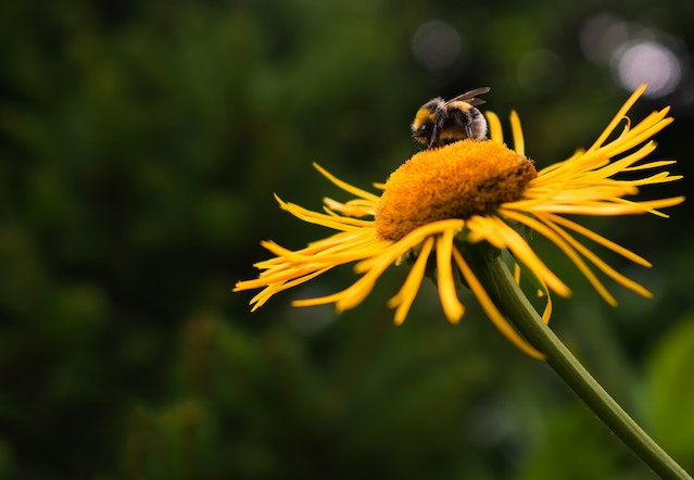 Gefährliche Blüten: Welche Pflanzen sind für Bienen giftig?