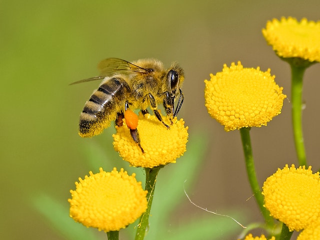 Bienensterben: Wie können wir den Bienen helfen?
