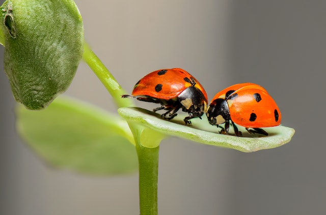 Insektenmittel im Überblick: Wirkung, Kosten, Risiken